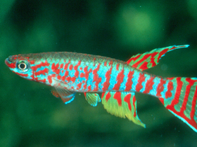 Фото Саванный афиосемион