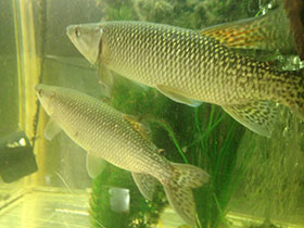 Фото Тригонектес аплохейлодес