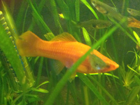 Смотреть фото Меченосец Фото Меченосец