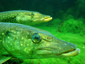 Щукообразные Щукообразные