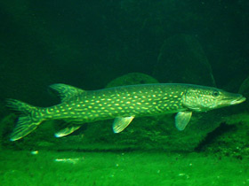 Смотреть фото Храбрецы и трусы Фото Храбрецы и трусы