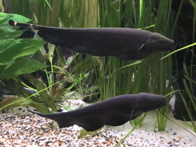 Фото Рыба-нож – ночной охотник в аквариуме