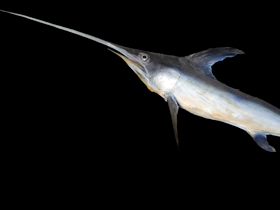 Смотреть фото Рыба-меч Фото Рыба-меч