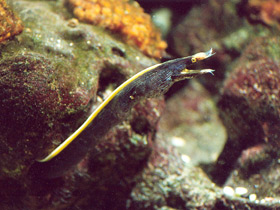 Носатая мурена Носатая мурена