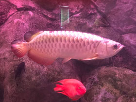 Смотреть фото Золотая аравана Фото Золотая аравана