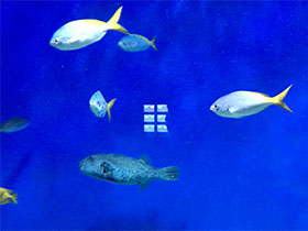 Смотреть фото Цезионовые Фото Цезионовые