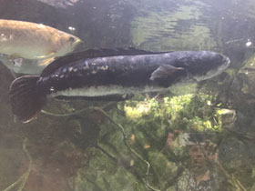 Смотреть фото Змееголов красный – для фанатов Фото Змееголов красный – для фанатов