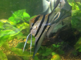 Смотреть фото Скалярия Фото Скалярия