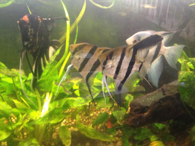 Смотреть фото Скалярия Фото Скалярия