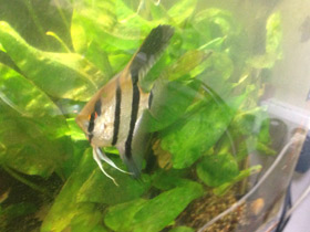 Смотреть фото Скалярия Фото Скалярия