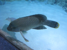 Смотреть фото Рыба-наполеон Фото Рыба-наполеон