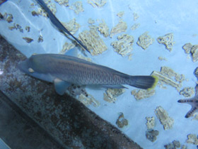 Смотреть фото Рыба-наполеон Фото Рыба-наполеон