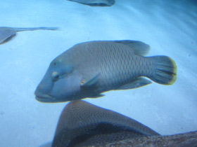 Смотреть фото Рыба-наполеон Фото Рыба-наполеон