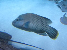 Смотреть фото Рыба-наполеон Фото Рыба-наполеон