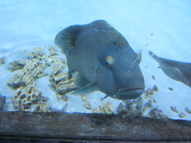 Смотреть фото Рыба-наполеон Фото Рыба-наполеон