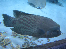 Смотреть фото Рыба-наполеон Фото Рыба-наполеон