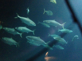 Фото Большая сериола