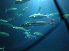 Фото Большая сериола