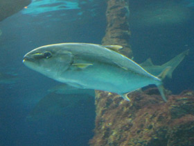 Фото Большая сериола