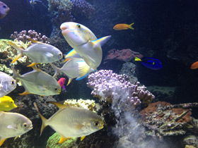 Смотреть фото Тупорылый помпано Фото Тупорылый помпано