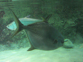 Фото Круглый помпано