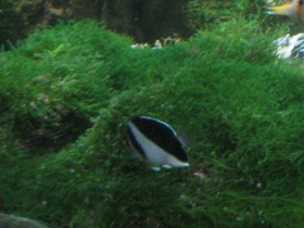 Фото Бабочка бургесса