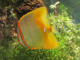 Смотреть фото Австралийская рыба-пинцет Фото Австралийская рыба-пинцет