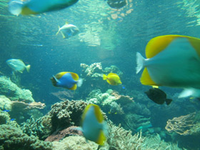 Смотреть фото Пирамидальный гемитаурихт Фото Пирамидальный гемитаурихт