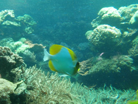 Смотреть фото Пирамидальный гемитаурихт Фото Пирамидальный гемитаурихт