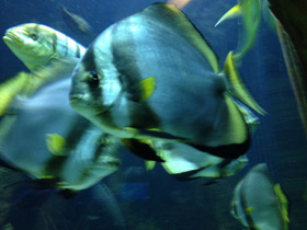 Фото Голубой платакс