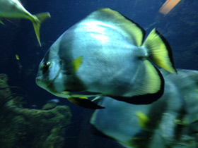 Фото Голубой платакс