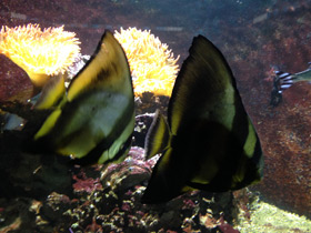 Фото Голубой платакс