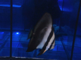 Фото Длинноплавничный платакс