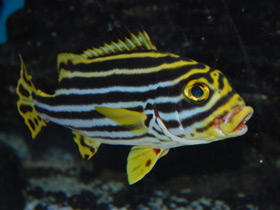 Полосатый гатерин Полосатый гатерин