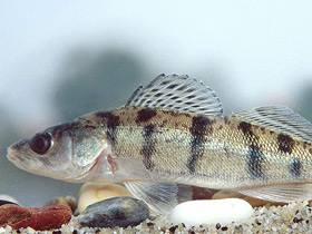 Фото Волжский судак