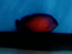 Фото Двухколючковый центропиг