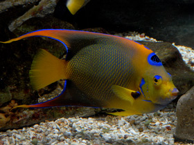 Фото Ангел-королева