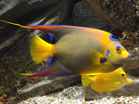 Ангел-королева Ангел-королева