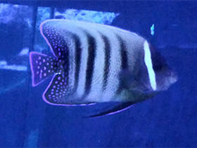 Фото Шестиполосый ангел