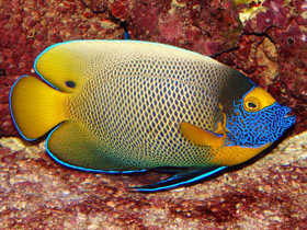 Фото Синеголовый ангел