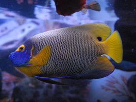 Фото Синеголовый ангел