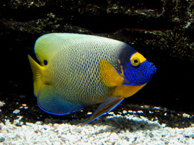 Фото Синеголовый ангел