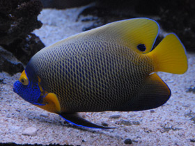 Фото Синеголовый ангел