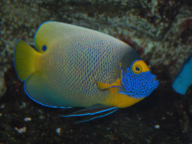 Синеголовый ангел Синеголовый ангел