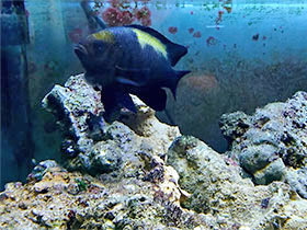 Фото Голубополосый дьявол