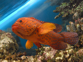 Смотреть фото Красный групер Фото Красный групер