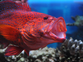 Красный групер Красный групер