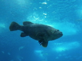 Смотреть фото Индоокеанский малоглазый групер Фото Индоокеанский малоглазый групер