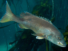 Смотреть фото Жёлтый каменный зубан Фото Жёлтый каменный зубан