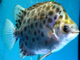 Фото Пятнистый аргус